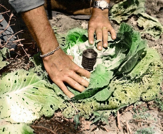 1. Мина, замаскированная под кочан капусты в Окинаве, 1945 год