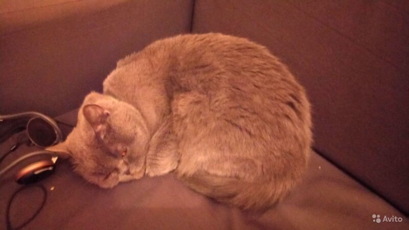 «Лечит от похмелья»: житель Ростова решил продать кошку за 15 млн рублей