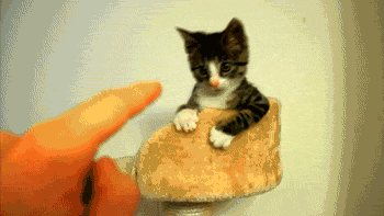 Кошачьи гифки Кошачьи гифки