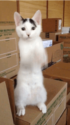Кошачьи гифки Кошачьи гифки