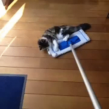 Кошачьи гифки Кошачьи гифки