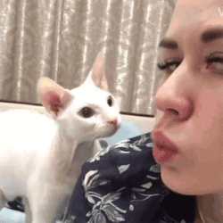 Кошачьи гифки Кошачьи гифки