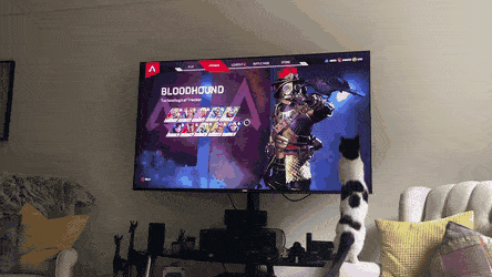 Кошачьи гифки Кошачьи гифки