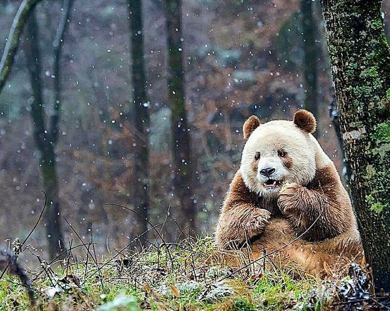 Оставленный матерью в китайском лесу - Qizai - единственная известная коричневая панда в мире.