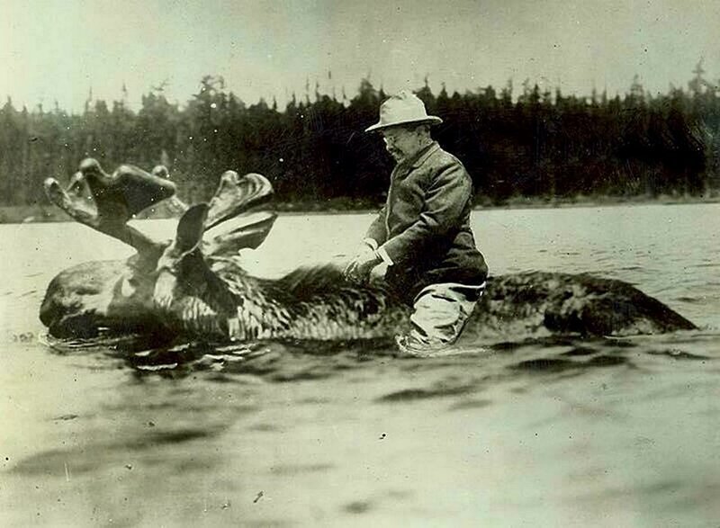 Президент Теодор Рузвельт переправляется на лосе через реку в 1908 году.