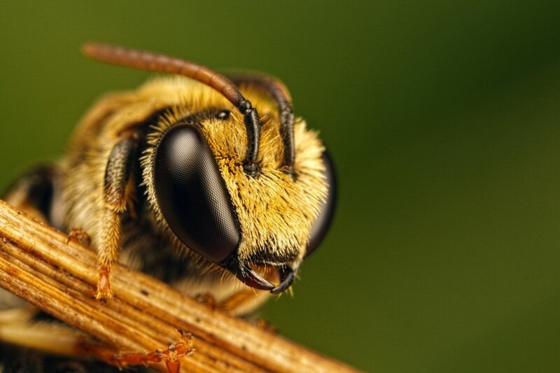 Что нужно знать о лечении пчелиным ядом