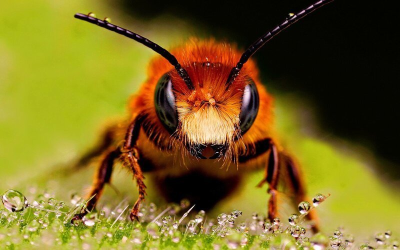 Что нужно знать о лечении пчелиным ядом