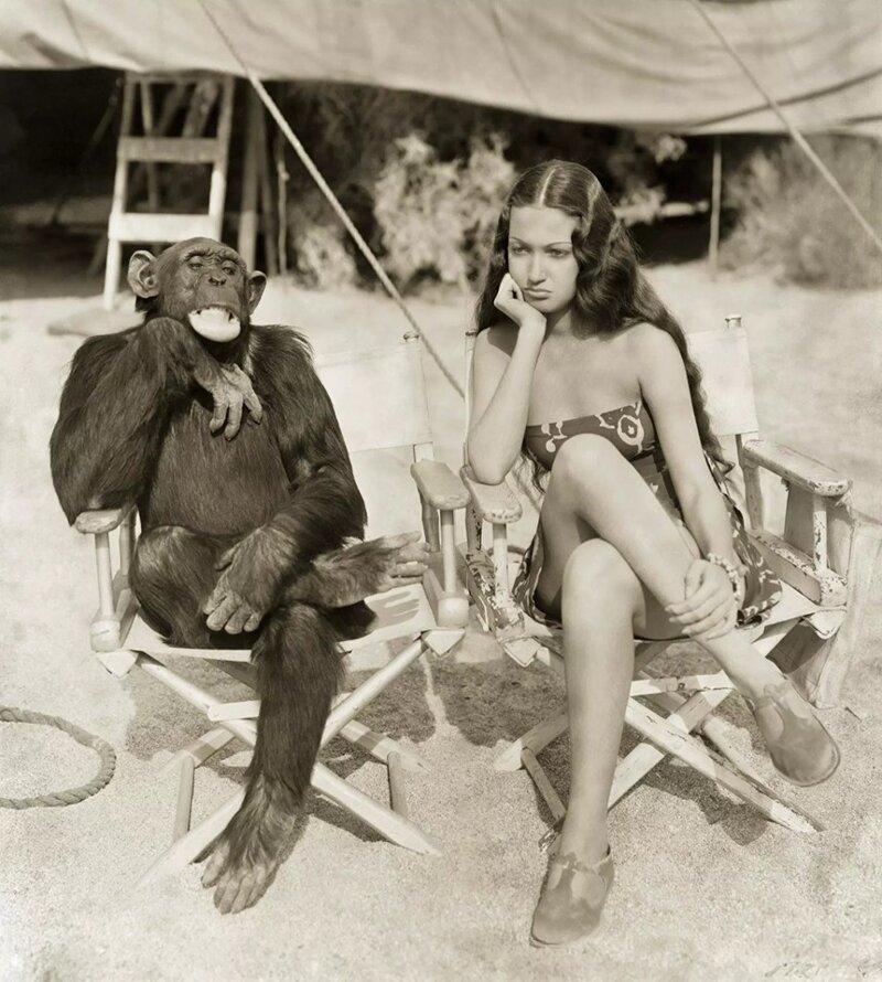 Шимпанзе Джиггс разделяет скуку съемочного дня с актрисой Дороти Ламур, 1938 год. 