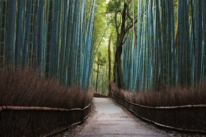 16. Бамбуковый лес в Японии. (Фото: Ingeum Nam).