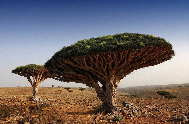 2. Очень редкое дерево — оно называется «Кровь Дракона» — в Йемене. (Фото: Oleg Znamenskiy).