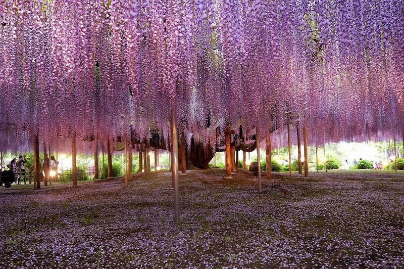 7. Самое красивое в мире дерево глицинии (вистерии) в Японии. (Фото: Brian Young).