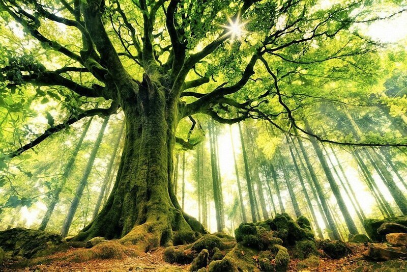 13. Удивительное дерево — бук Понтуса — растет в лесу Броселианд во Франции. (Фото: Christophe Kiciak).
