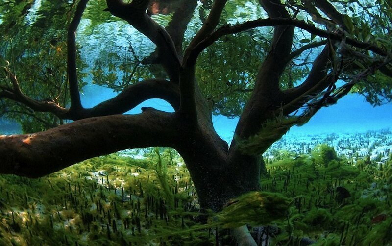 9. «Подводное» мангровое дерево. (Фото: «Cat in Water»).