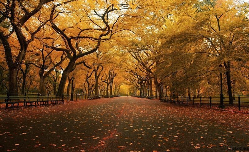 12. Осень в Central Park в Нью-Йорке. (Фото: «Cat in Water»).