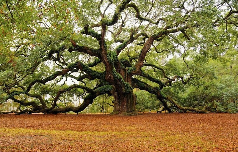 15. Дуб Ангел в Чарльстоне в Южной Каролине. Этому дереву 1500 лет. (Фото: Mark Requidan).