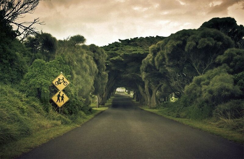 6. Туннель из деревьев в Австралии. (Фото: Og Gael).