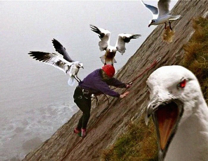 Восстание пернатых: 30 фото птиц, которые всей душой ненавидят людей