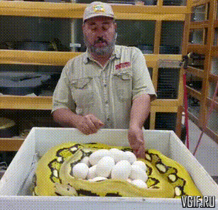 Гифки разные