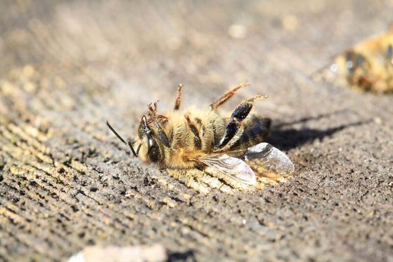 За 3 месяца в Бразилии погибло около 5 миллионов пчёл