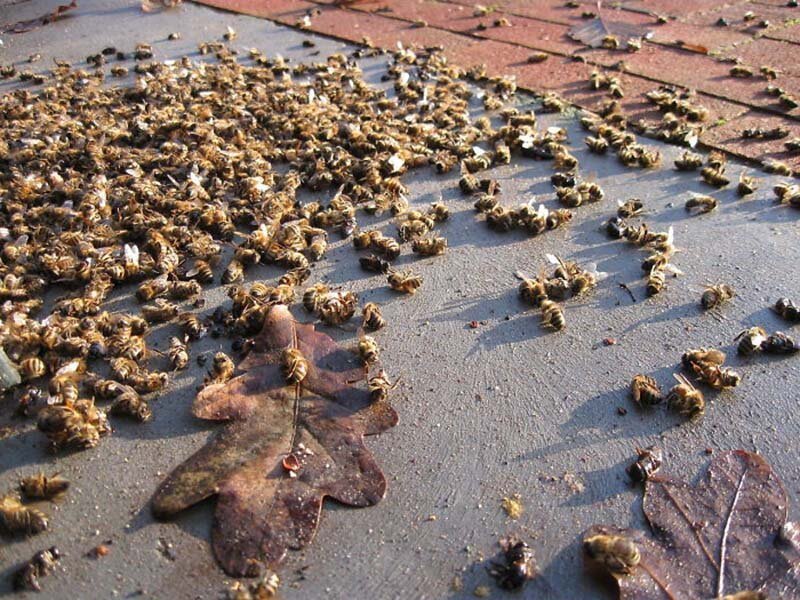 За 3 месяца в Бразилии погибло около 5 миллионов пчёл