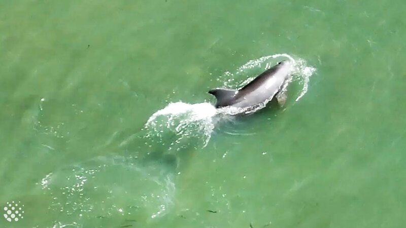 У берегов Флориды стая дельфинов необычно поохотилась на мелкую рыбёшку
