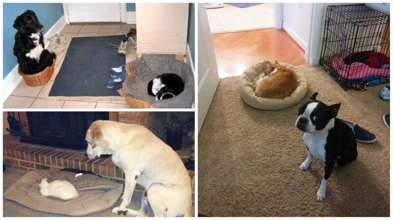 Как выглядит игра в "царя горы" между собаками и кошками