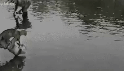 Гифки разные