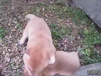 Гифки разные