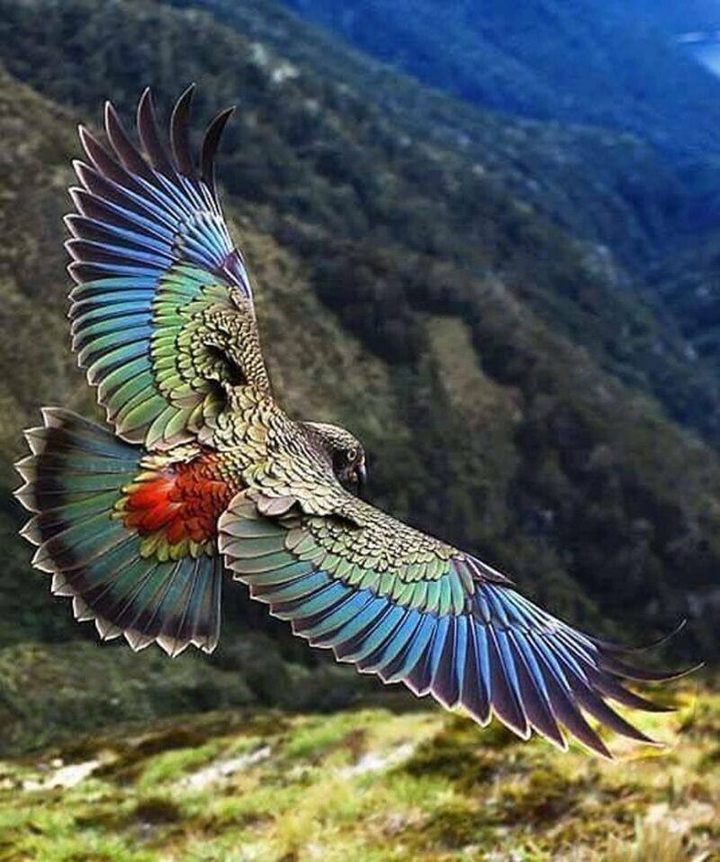 Летящий попугай Кеа