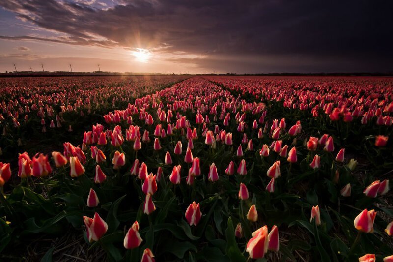 Апрель 2017. Весна - самое оживленное время в Нидерландах. Тысячи туристов приезжают посмотреть тюльпановые поля