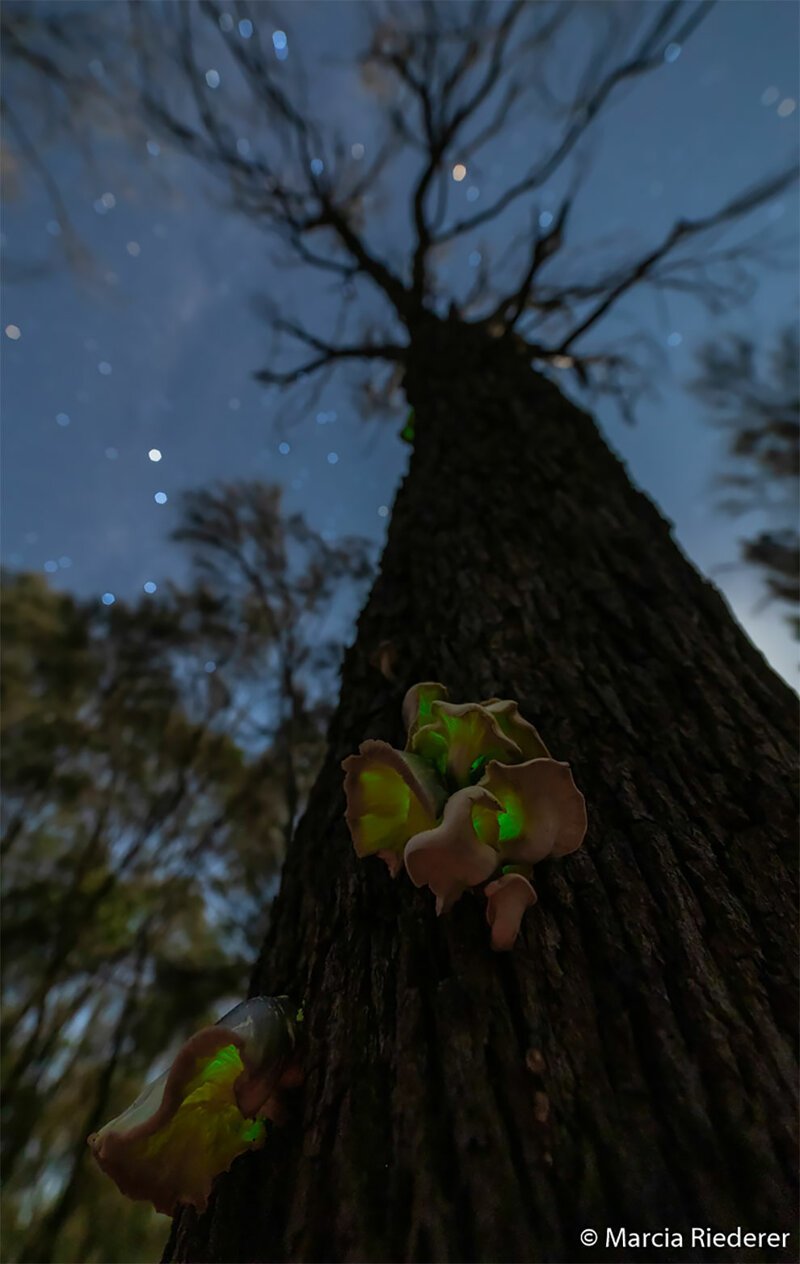 Победитель в категории "Ботаника": "Призрак леса". Призрачный гриб, который светится зеленым после наступления темноты. Полуостров Белларин, Виктория. Автор: Марсия Ридерер
