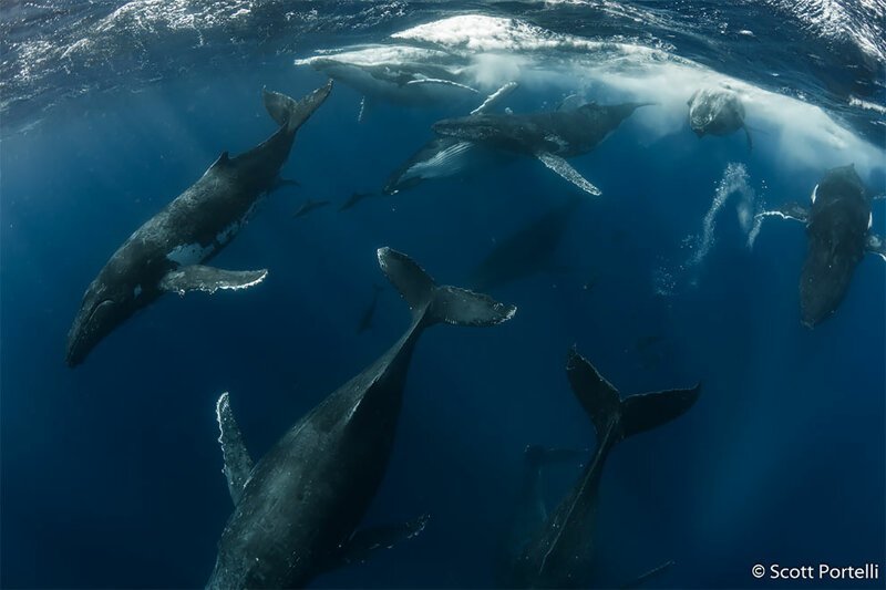 Победитель в категории "Поведение животных": "Тепловой пробег". Горбатые киты конкурируют за самку. Погоня может длиться несколько дней. Автор: Скотт Портелли, Новый Южный Уэльс