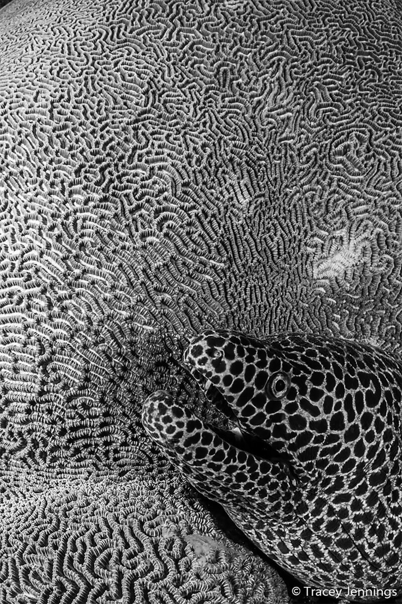 Победитель в категории "Монохром": "Текстура". Сотовая мурена в лабиринте кораллов в море Банда. Автор: Трейси Дженнингс, Великобритания