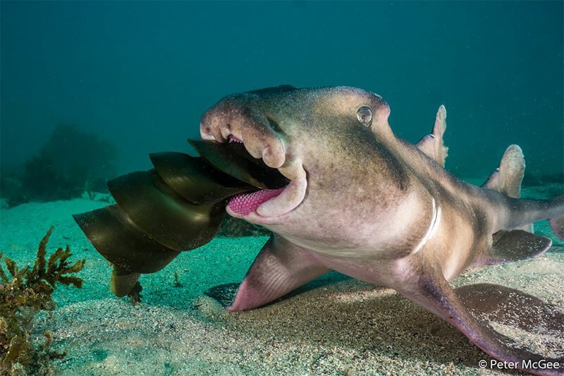 2-е место в категории "Поведение животных": "Злой кузен". Шлемовидная бычья акула поедает яйца австралийской рогатой акулы. Автор: Пит Макги, Новый Южный Уэльс