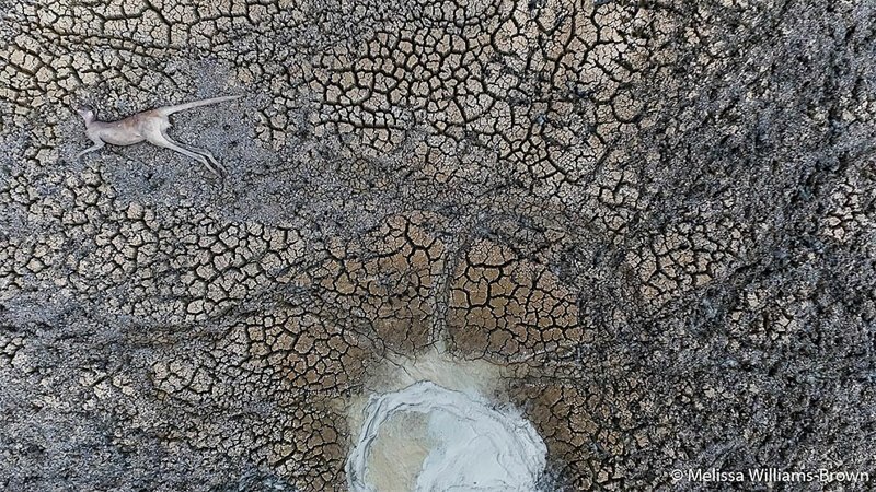 Победитель в категории "Наше влияние": "Водопой". После осушения озер Менинди в 2016-17 гг. в Новом Южном Уэльсе животные и птицы отчаянно ищут пищу и воду. И, не найдя, погибают. Автор: Мелисса Уильямс-Браун