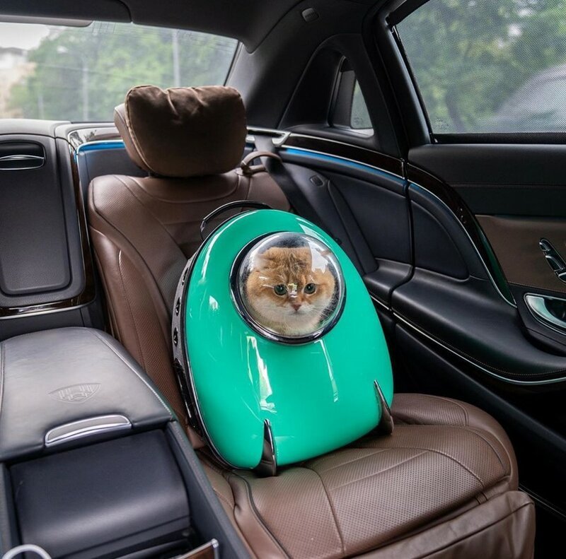 Кот в рюкзаке за спиной