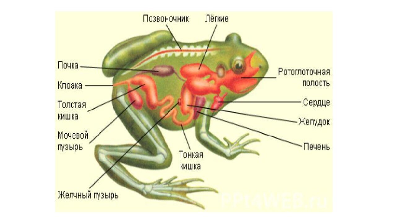 Полость земноводных. Лягушка строение выделительной. Выделительная система лягушки 7 класс биология. Строение дыхательной лягушки. Выделительная система земноводных схема.