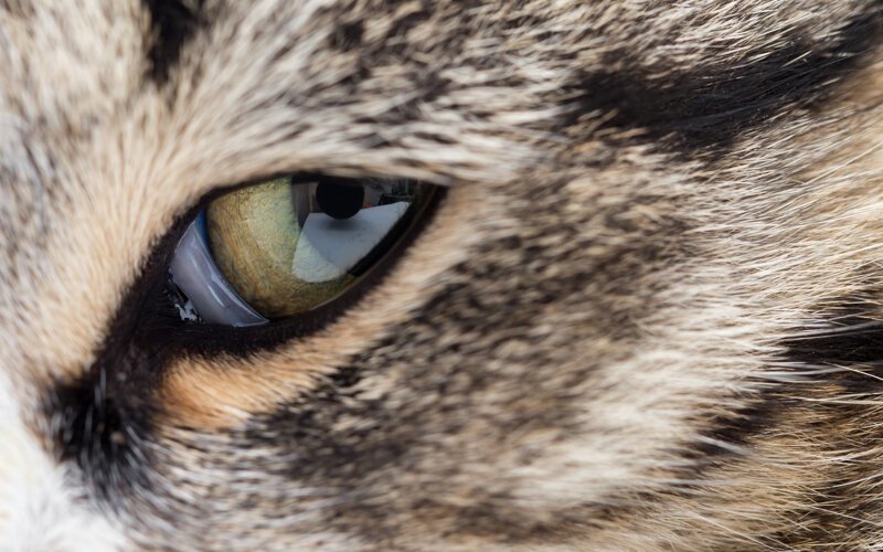 Взгляд в глаза кошке: точка зрения прагматиков