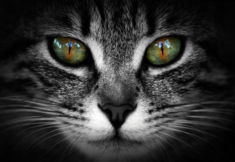 Взгляд в глаза кошке: позиция мистиков