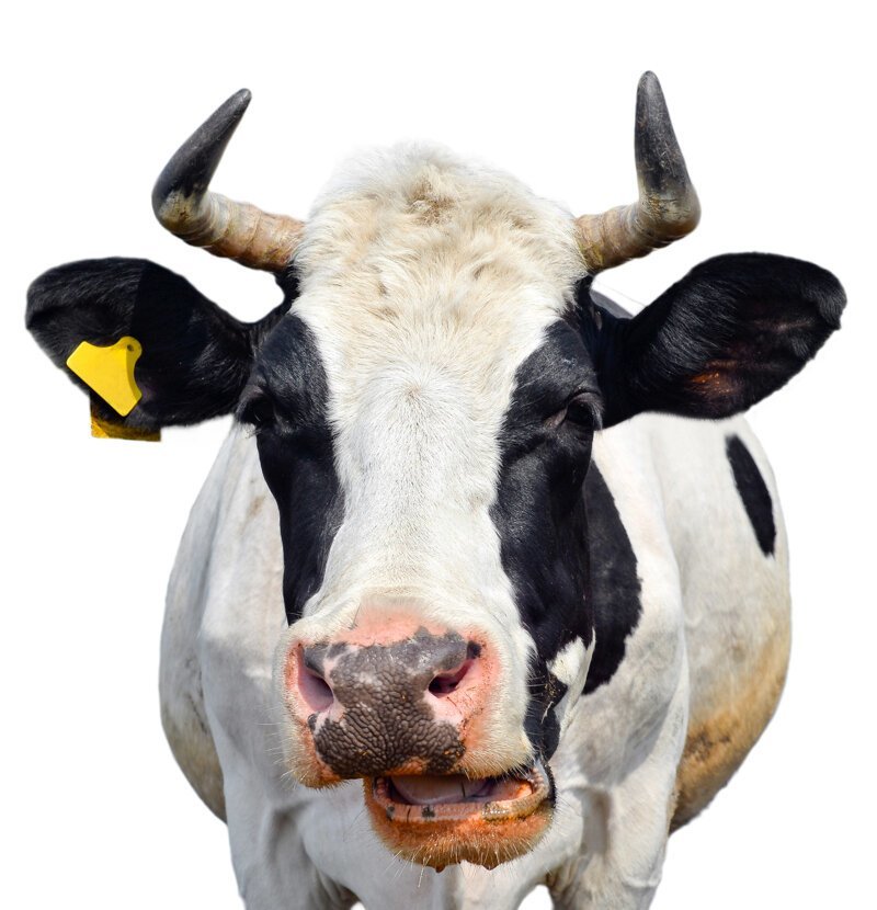 Почему корова жует жвачку?