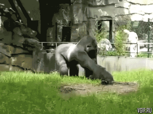 Гифки разные