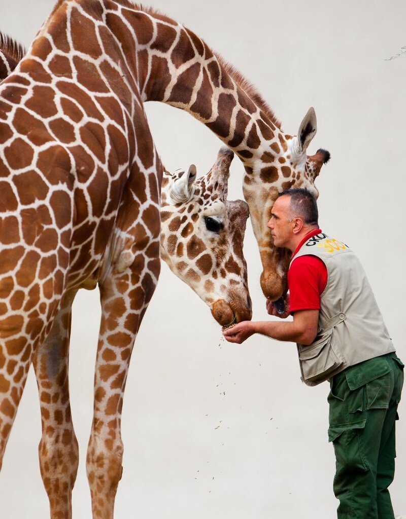 Восхитительная дружба смотрителя зоопарка с жирафами