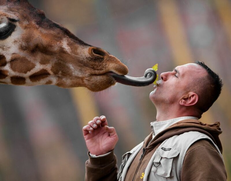Восхитительная дружба смотрителя зоопарка с жирафами