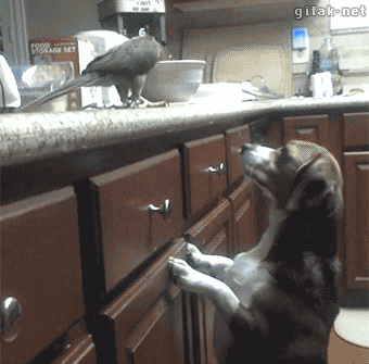 Гифки разные