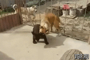 Гифки разные