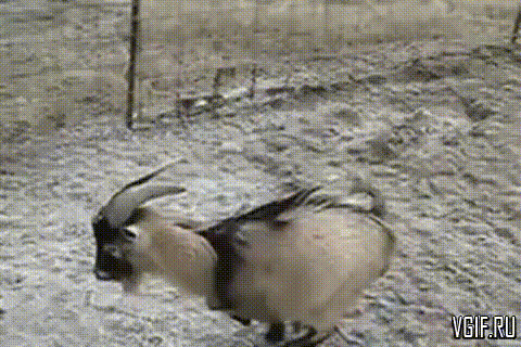 Гифки разные