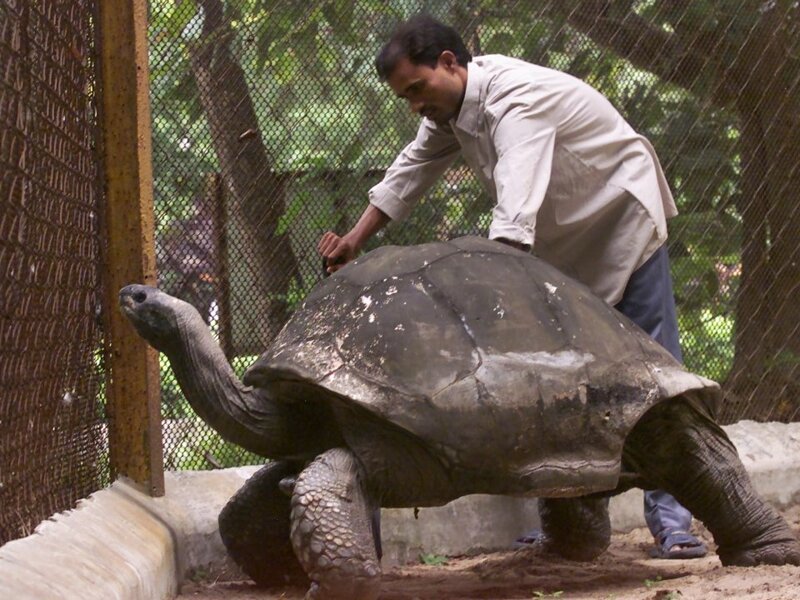 1. 187-летняя черепаха по имени Джонатан стала самой старой из известных в мире живых животных на земле.