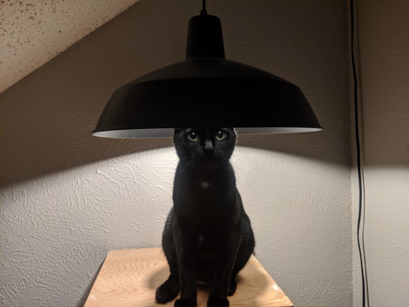 То ли лампа, то ли кот