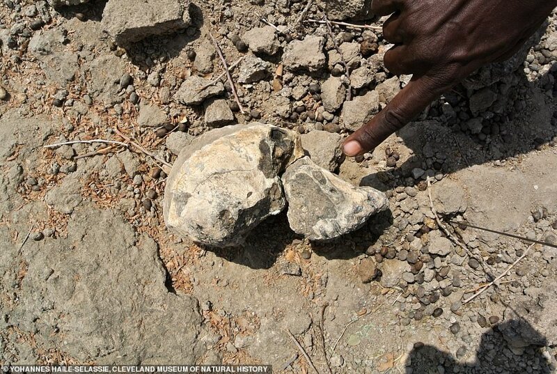 Череп, возраст которого 4,2 млн. лет, был найден на дне высохшего озера в Эфиопии