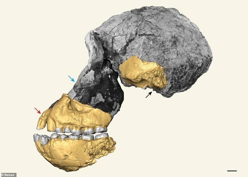 В реконструкции использовались фрагменты окаменелостей (нижняя челюсть и слуховая косточка), найденные в Кении